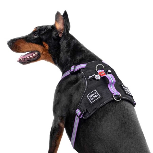 Collar - Collar Waudog Fosforlu ve QR Pasaportlu Köpek Göğüs Tasması L Mor 25mm (52509) 