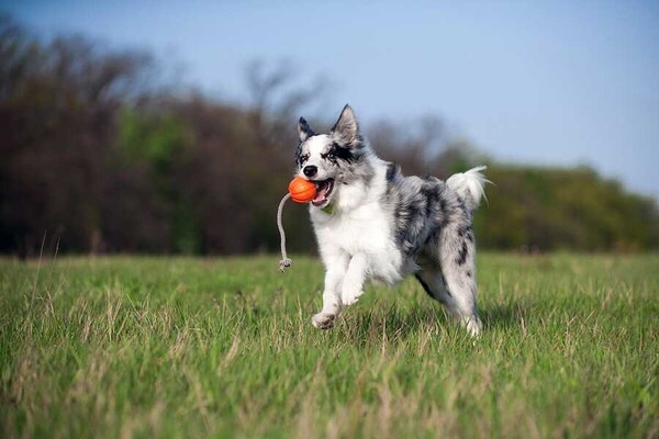 Collar Liker Cord 5 Ufak Irk ve Yavru Köpek Oyuncağı 5 Cm (6285) - Thumbnail