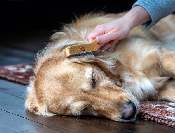 Nylabone Bamboo Kıtık Açıcı Pire Tarağı (6280020) - Thumbnail