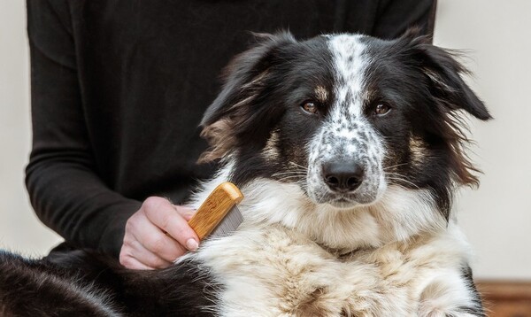 Nylabone Bamboo Kıtık Açıcı Pire Tarağı (6280020) - Thumbnail