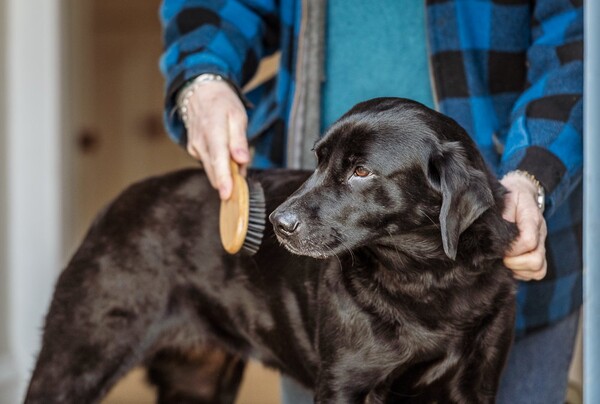 Nylabone Bamboo Kıl Fırça - Büyük (6280011) - Thumbnail