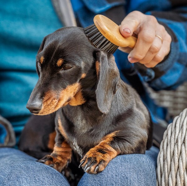 Nylabone Bamboo Kıl Fırça - Küçük (6280010) - Thumbnail