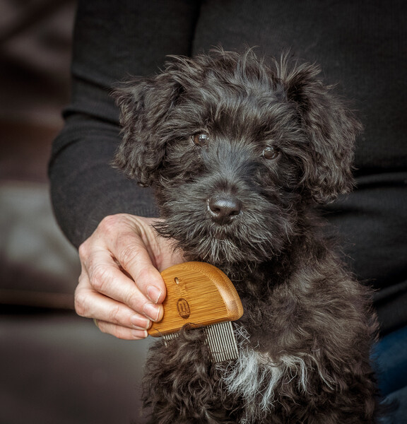 Nylabone Bamboo Yavru Kedi ve Köpek Kiti - Thumbnail