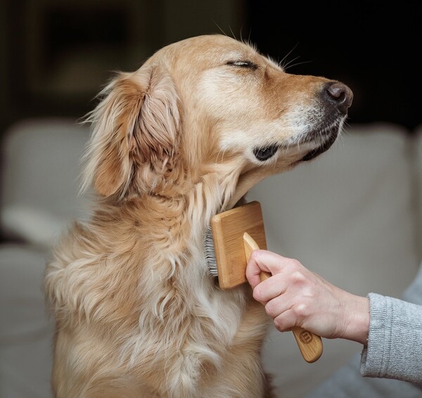 Nylabone Bamboo Yumuşak İğne Uçlu Kaygan Tarak - Büyük - Thumbnail