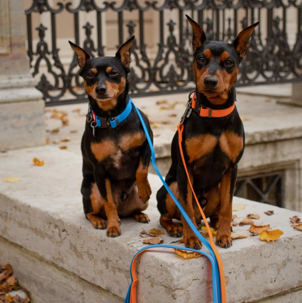 Collar WAUDOG Waterproof Gezdirme Tasması W 15 mm, L 122 cm Mavi (27312) - Thumbnail