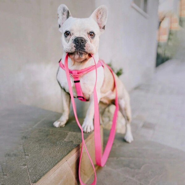 Collar WAUDOG Waterproof Gezdirme Tasması W 15 mm, L 122 cm Pembe (27317) - Thumbnail