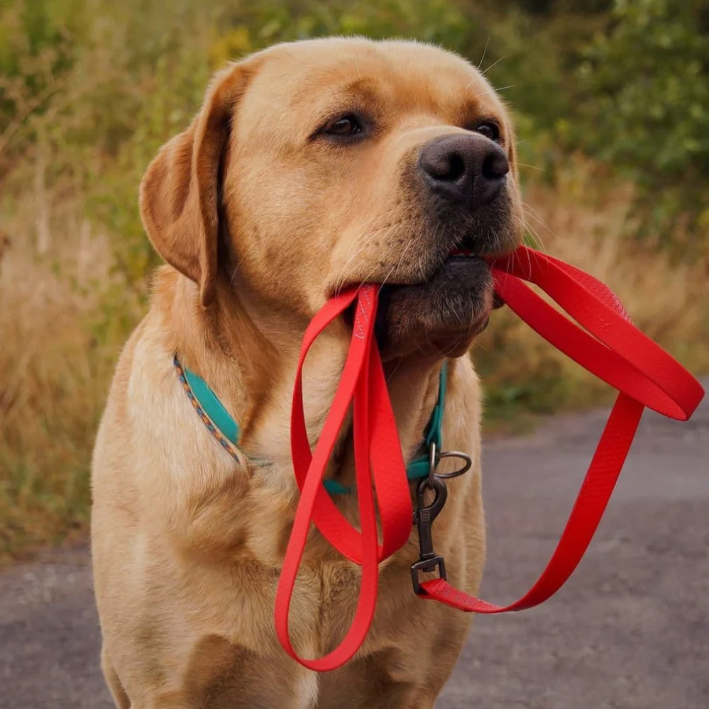 Collar WAUDOG Waterproof Gezdirme Tasması W 15 mm, L 122 cm Kırmızı (27313)